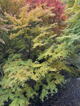 晩秋の牛伏川フランス式階段工の写真