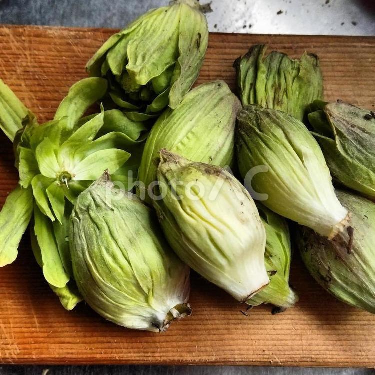 春の山菜　ふきのとう ふきのとう,漬物,野菜の写真素材