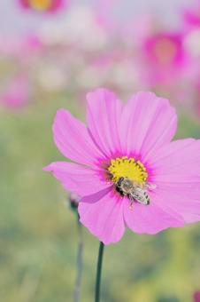 コスモス 秋桜,花,草花の写真素材