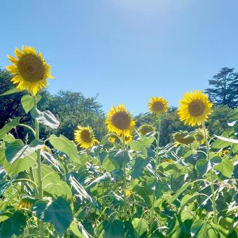 ひまわり畑 ひまわり畑 ひまわり畑,ひまわり,ヒマワリの写真素材