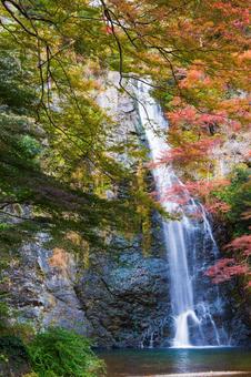 紅葉風景 紅葉風景,紅葉,箕面の写真素材