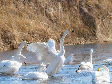 Photo, swan, bird, animal, 