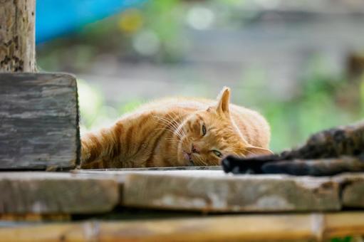 猫(203) 猫(203)の写真
