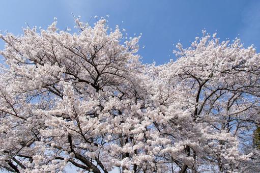 満開の桜 満開の桜の写真