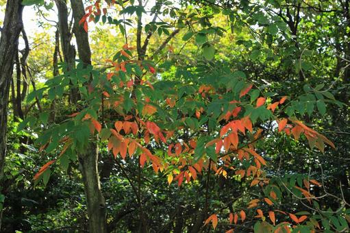 紅葉 紅葉,木の葉,土の写真素材