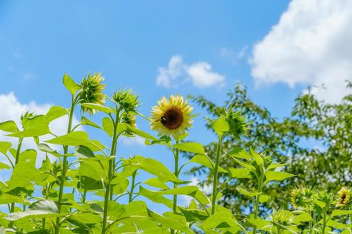 青空に向かって咲く向日葵 青空に向かって咲く向日葵 向日葵,花,黄色の写真素材
