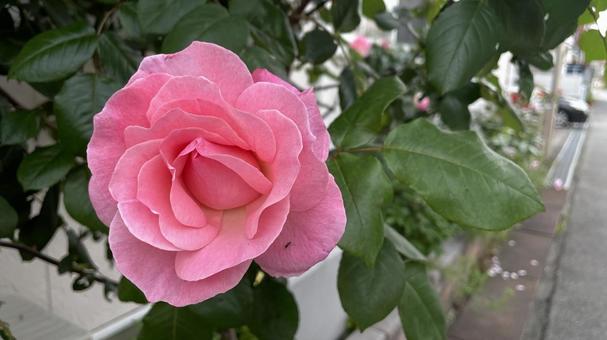 ガーデニングの薔薇② ガーデニングの薔薇②の写真