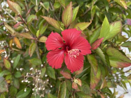 赤いハイビスカス 沖縄,ハイビスカス,花の写真素材