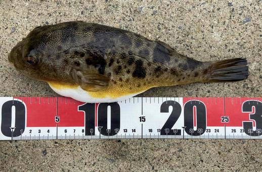 30cm弱のヒガンフグ（アカメフグ） ヒガンフグ,アカメフグ,釣りの写真素材