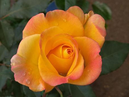 鮮やかな薔薇の花 鮮やかな薔薇の花の写真