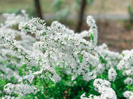 ユキヤナギ ユキヤナギ ユキヤナギ,花,咲くの写真素材