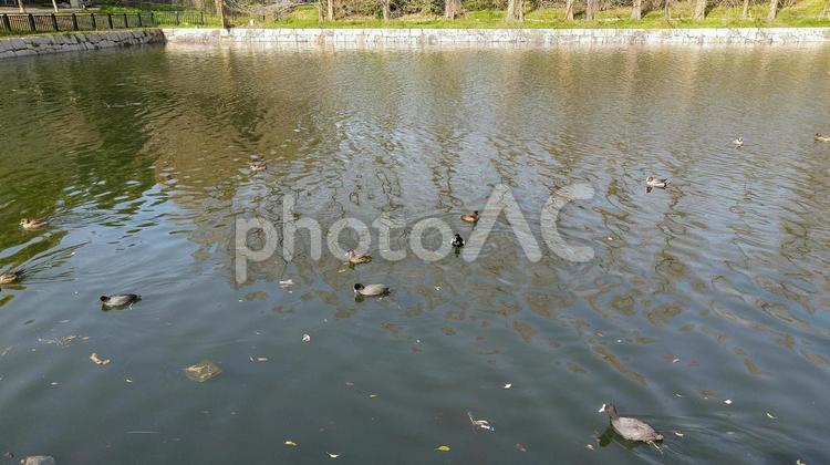 公園の池の鴨 木,景色,鳥の写真素材