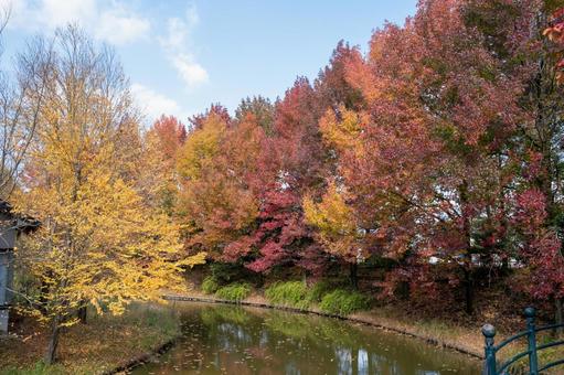 紅葉 紅葉の写真
