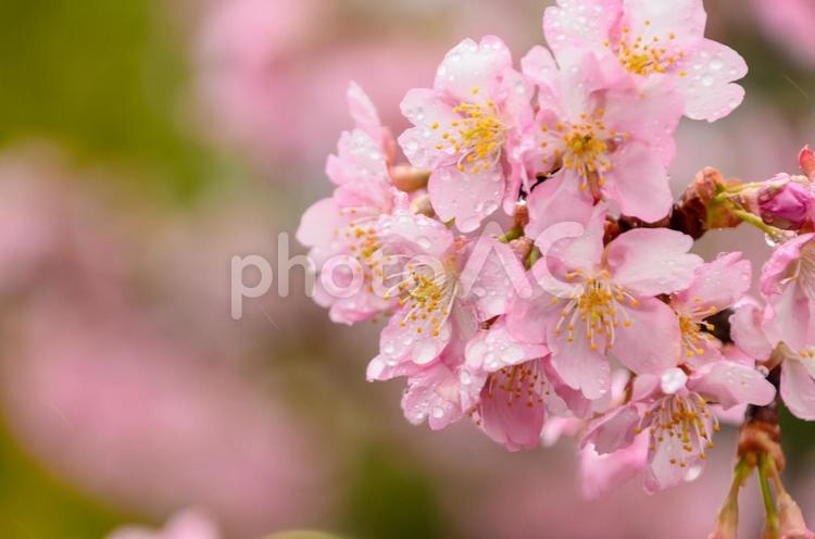 満開の桜に宿る春の輝き 桜,花,満開の写真素材