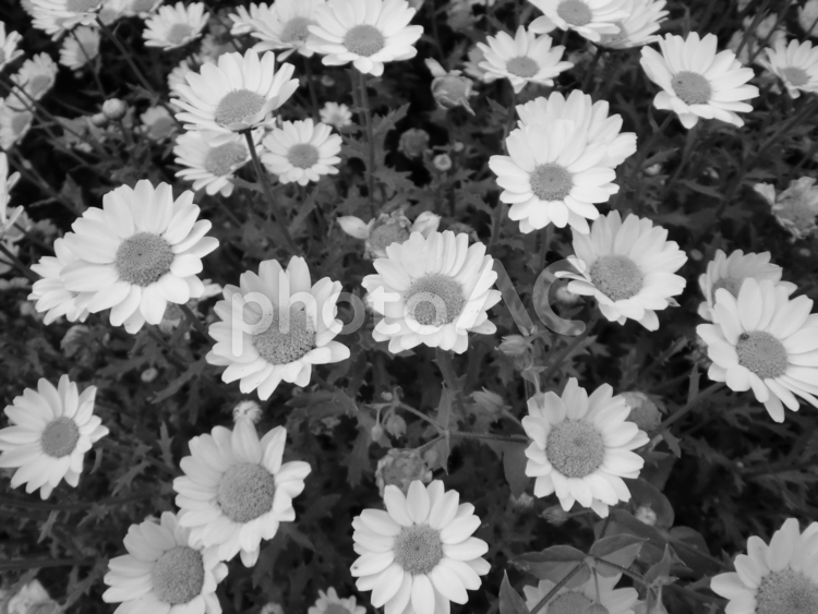 モノクロ写真のマーガレットの花 マーガレット,花,植物の写真素材