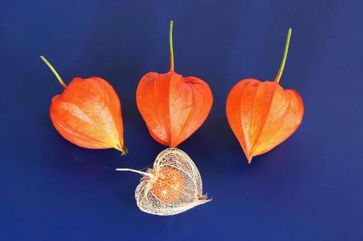 ホオズキの実 ホオズキの実 植物,ほおずき,鬼灯の写真素材