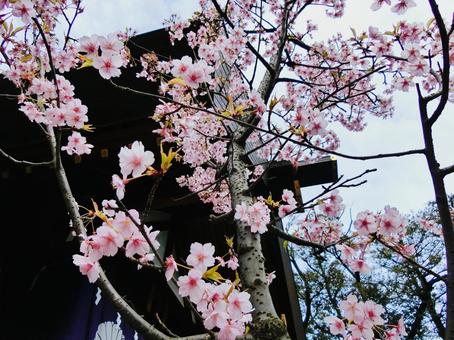 桜 桜の写真