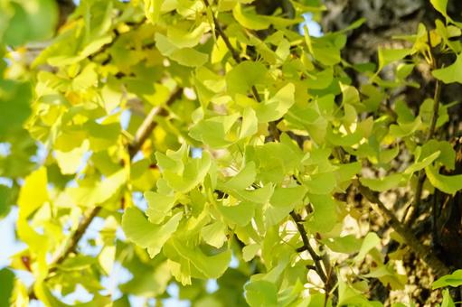 イチョウの木 イチョウ,葉,黄葉の写真素材