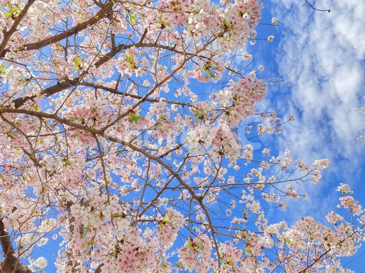 桜-晴天③ 桜,春,晴天の写真素材