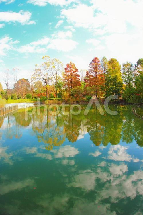 紅葉と水鏡の風景 秋,水鏡,紅葉の写真素材
