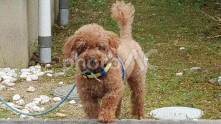 トイプードルが庭でお留守番（立ち上がり） トイプードルが庭でお留守番,トイプードル,チョコ色のトイプードルの写真素材