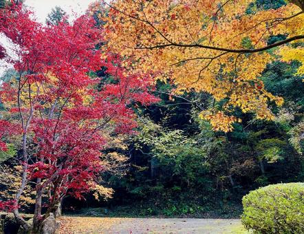 秋の山口県重源の里　紅葉狩り秋のトンネル トンネル,イチョウ,田舎の写真素材