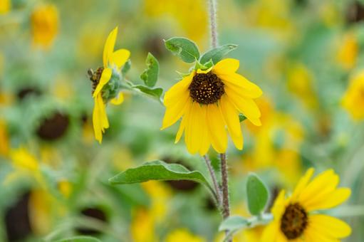 夏に咲く鮮やかな向日葵 夏に咲く鮮やかな向日葵 向日葵,花,花びらの写真素材