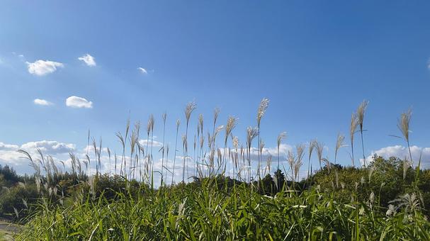 秋 ススキ,自然,銀色のススキの写真素材