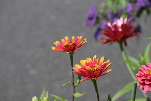 オレンジと赤の百日草の花のアップの写真
