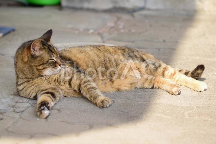 のんびりしている野良猫 ねこ,ネコ,ノラネコの写真素材