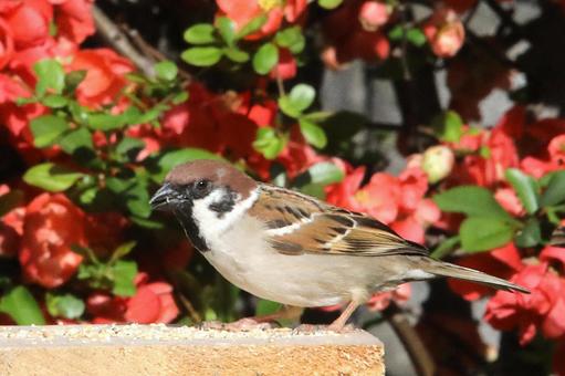 ボケの花とすずめ ボケの花とすずめ 鳥,野鳥,ことりの写真素材