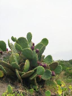 Photo, prick's cactus, cactus, foreign species, 