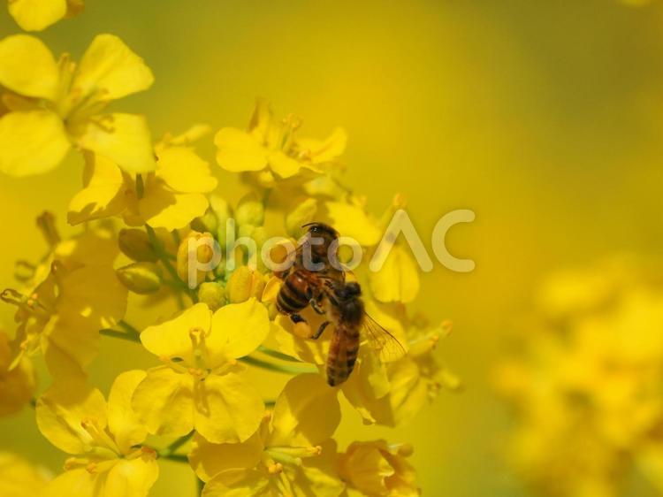 二匹のミツバチと菜の花 ミツバチ,養蜂,二匹の写真素材