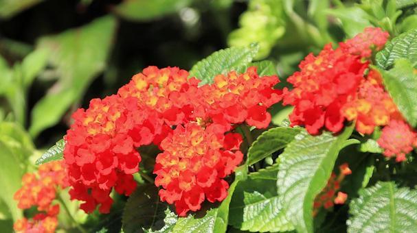 夏の花壇 鮮やかなランタナ 夏の花壇 鮮やかなランタナの写真