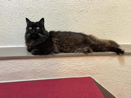 落ち着いた猫１ 猫,黒,黒猫の写真素材