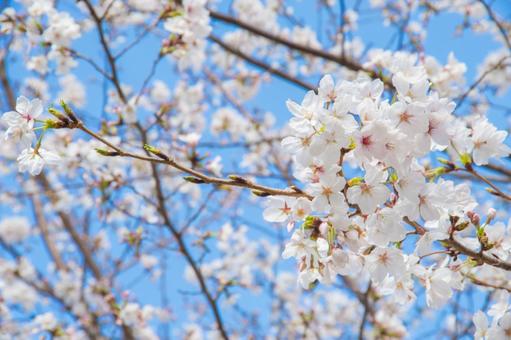 青空に桜 青空に桜の写真