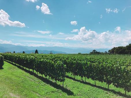 夏の青空と長野県のワインぶどう畑の写真
