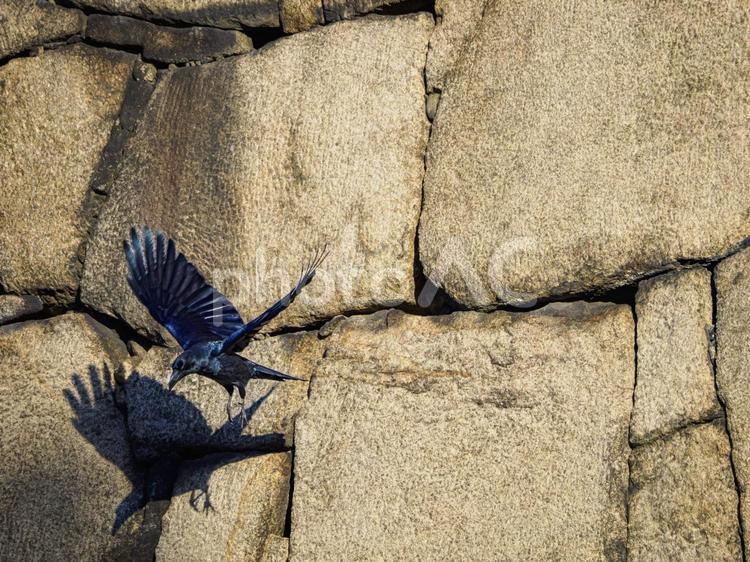 石垣から飛び立つ黒いカラス カラス,石垣,風景の写真素材