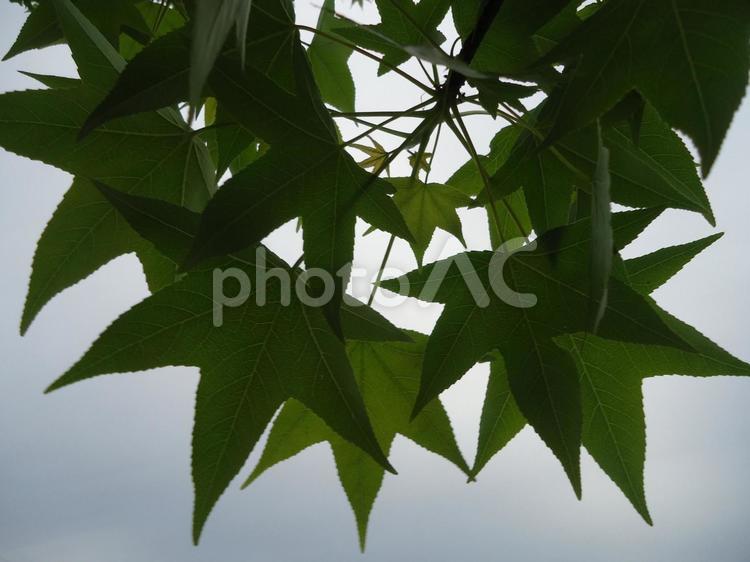 モミジバフウ　紅葉葉楓　アメリカフウ しょくぶつ,アメリカフウ,モミジバフウの写真素材