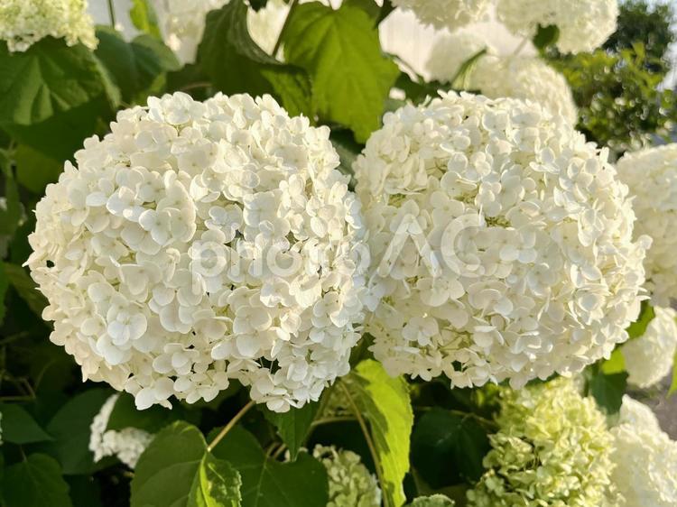 白のアジサイの花 アジサイ,花,紫陽花の写真素材