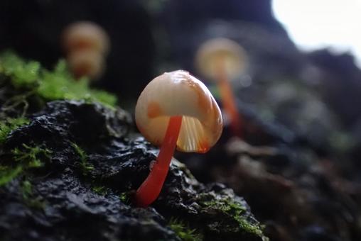 きのこ　アカチシオタケ きのこ,キノコ,チシオタケの写真素材