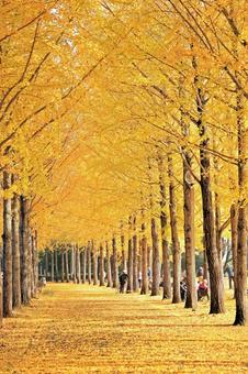 つくば市の「科学万博記念公園」の銀杏並木 科学万博記念公園,銀杏並木,銀杏の写真素材