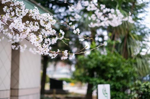 別所沼公園の桜 別所沼公園の桜の写真
