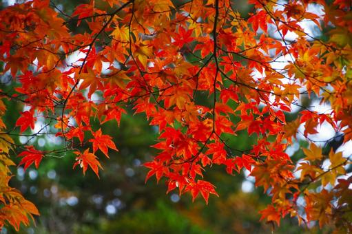 紅葉 紅葉,もみじ,植物の写真素材