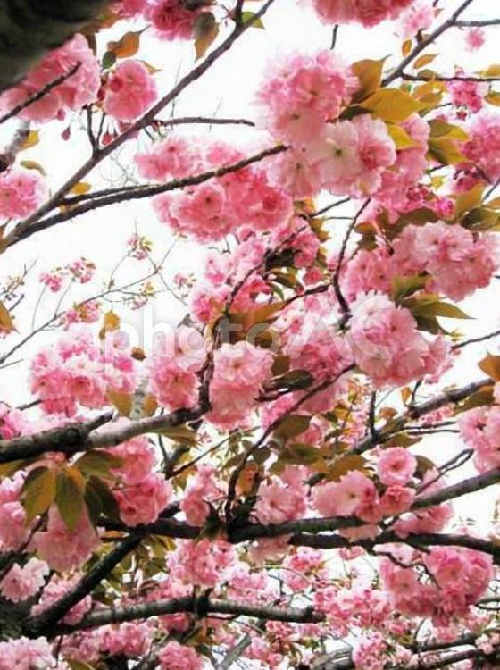 濃いピンクの八重桜の花2 桜,八重桜,濃いピンクの写真素材