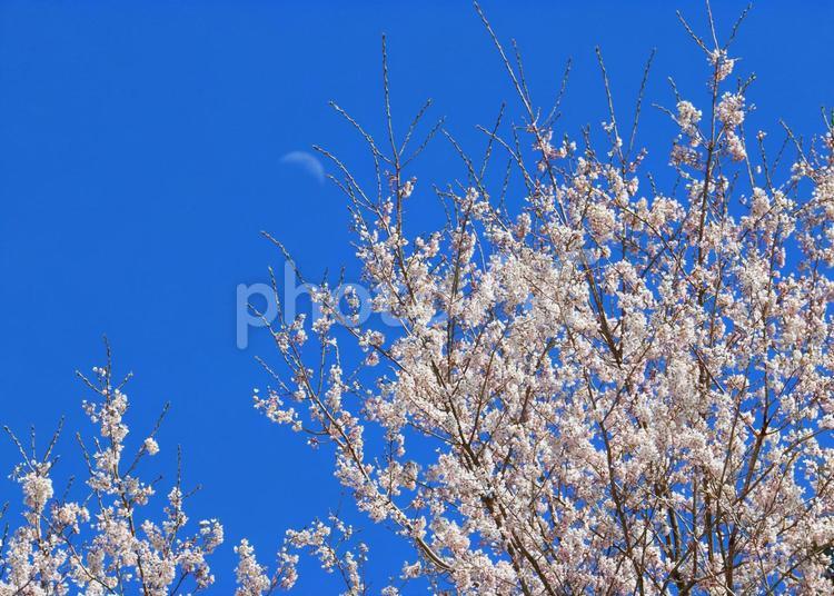 月と桜 月,桜,青空の写真素材