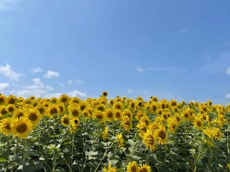 北竜町のひまわりの里 北竜町のひまわりの里の写真
