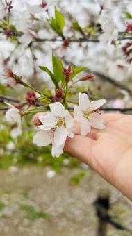 選ばれた桜 春,さくら,春の景色の写真素材