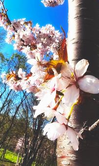 桜 桜,春,花の写真素材