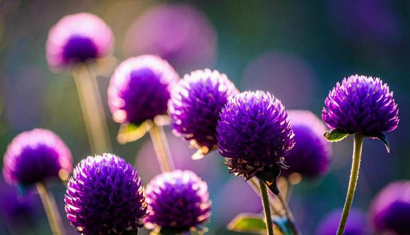 夏から秋の花 センニチコウ 夏から秋の花 センニチコウの写真